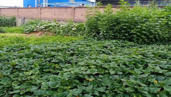 陜煤建設洗選煤運營公司紅柳林洗煤廠項目部：職工“菜園子”，舒筋又舒心