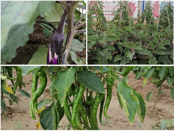 陜煤建設(shè)天工公司安裝三部為員工辦實事 “小菜園”大豐收