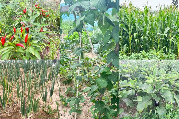 陜煤建設天工公司土建第七項目部：小小“菜園”，播種即是收獲